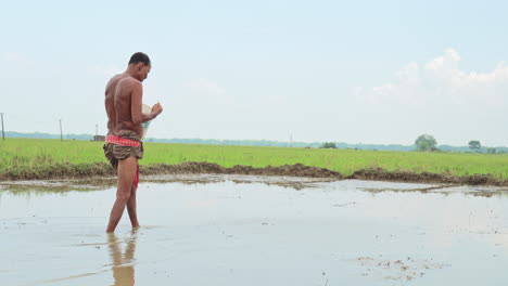 Rural-old-aged-farmer-sowing-paddy-grains-in-the-plowed-agricultural-land