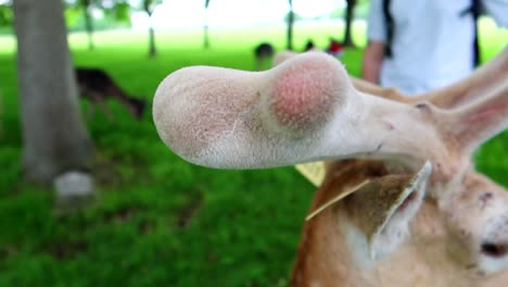 Close-up-of-deer-velvet-antlers-showing-in-detail-the-fur-that-covers-it