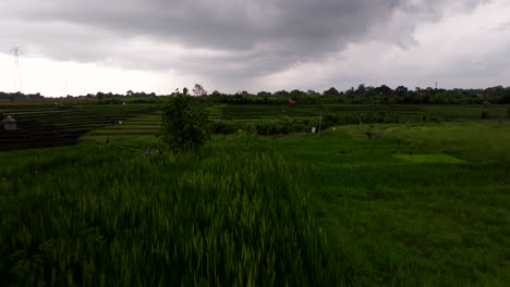 Sobrevuelo-De-Campos-Siempre-Verdes-Con-Terrazas-De-Arroz-Con-Nubes-Tormentosas-En-El-Fondo-En-Bali,-Indonesia