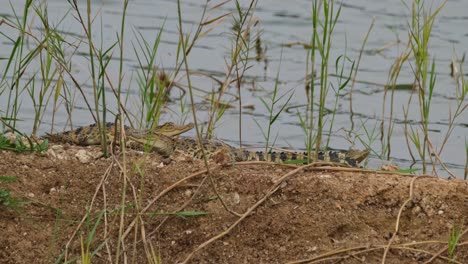 Camera-zooms-out-revealing-these-baby-crocs-resting-at-a-lake,-Siamese-crocodile-Crocodylus-siamensis,-Critically-Endangered,-hatchlings,-Thailand