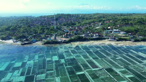 Aerial-view-of-green-seaweed-farm-pattern-with-harvesting-boats