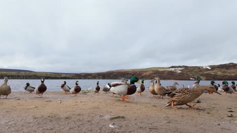 Wild-ducks-on-the-bank-of-a-large-lake-on-the-Yorkshire-Moors-England