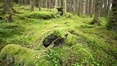 Moss-covered-hummocky-forest-floor-with-decaying-tree-stumps