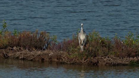 Camera-zooms-out-and-slides-to-the-left-as-this-bird-looks-into-the-camera,-Grey-Heron-Ardea-cinerea,-Thailand