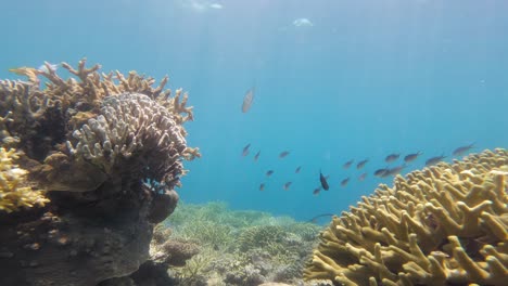 fish-and-reef-below-the-water-surface-at-Komodo-Island,-Indonesia