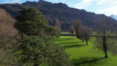 Drone-clip-moving-through-lines-of-mature-trees-in-well-kept-garden-estate