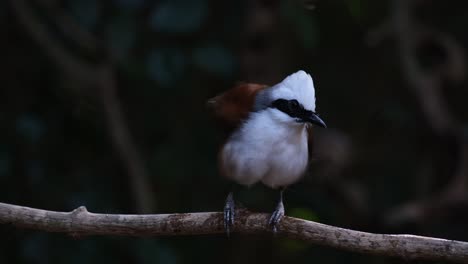 Seen-perched-on-a-vine-scratching-and-preening,-White-crested-Laughingthrush-Garrulax-leucolophus,-Thailand