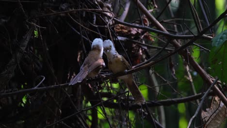 Seen-from-their-backs-then-one-on-the-right-chirps-and-preens-then-hops-around,-Collared-Babbler-Gampsorhynchus-torquatus,-Thailand