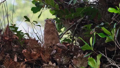 Blickt-In-Richtung-Der-Kamera-Und-Dann-Nach-Oben-Und-Links,-Während-Er-Auf-Seinem-Nest-Sitzt,-Buffy-Fish-Eule-Ketupa-Ketupu,-Jungtier,-Thailand