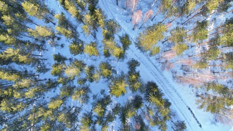 Drone-video-over-a-road-through-the-forest-with-snow