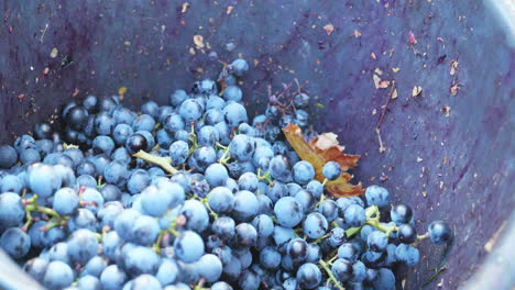 Red-grapes-are-thrown-into-a-bucket-during-the-grape-harvest