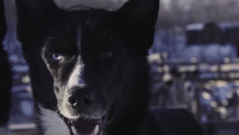 Blue-brown-eye-black-husky-dog-up-close-slow-motion-alaskan-malamute-pet
