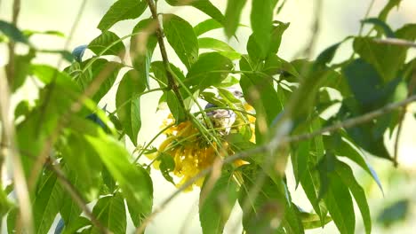 Hutton's-vireo-songbird-feeding-on-the-yellow-flowers-of-a-tree-in-La-Vega,-Colombia