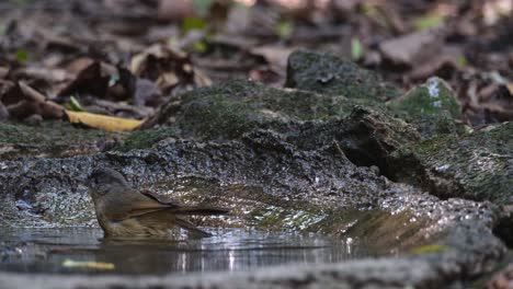 Gesehen-In-Einem-Vogelbad,-Wie-Es-Im-Sommer-Die-Kühle-Des-Wassers-Tief-Im-Wald-Genießt-Und-Dann-Wegfliegt,-Braunwangen-Fulvetta-Alcippe-Poioicephala,-Thailand