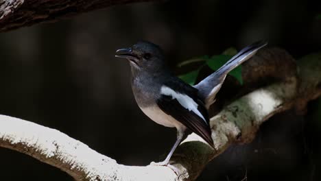 Seen-under-the-shade-hiding-from-the-harsh-afternoon-sunlight,-chirps-and-hops-down-to-go-away,-Oriental-Magpie-Robin-Copsychus-saularis,-Female,-Thailand