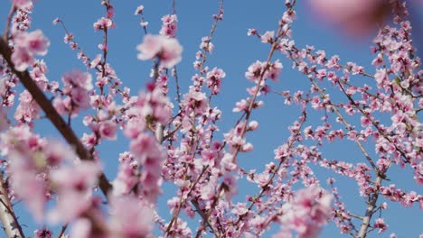 Rosa-Pfirsich-Mandelblüte-Blüten-Im-Frühling-Saison-Klaren-Blauen-Himmel-Sonnig