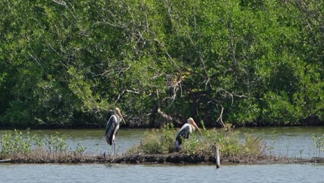 La-Cámara-Se-Acerca-Mientras-Estos-Dos-Grandes-Pájaros-Descansan-En-El-Bund,-La-Cigüeña-Pintada-Mycteria-Leucocephala