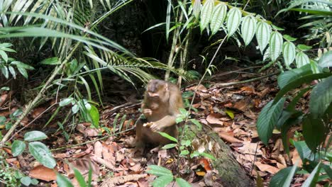 En-Hábitat-Natural,-Macaco-Coleta-Buscando-Comida-Y-Encontrando-Comida-Para-Comer.