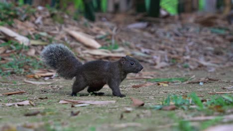Pallas's-Squirrel-swiftly-moves-away-on-the-forest-ground-at-Daan-Forest-Park-in-Taipei,-Taiwan,-close-up-shot