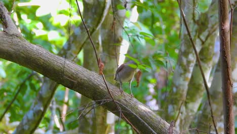 Charlatán-De-Cola-Corta-Posado-Sobre-Una-Rama-En-Santa-Marta,-Colombia