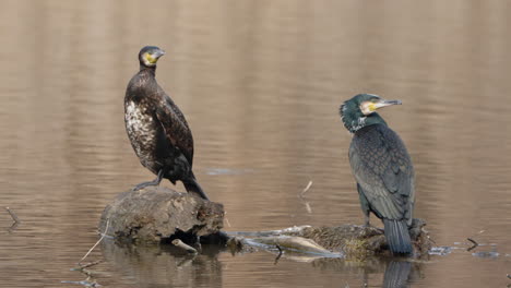 Great-Cormorants-Couple-Birds-Perched-on-Sunk-Log-in-Shallow-Lake-Water-Staring-Around-at-Sunset