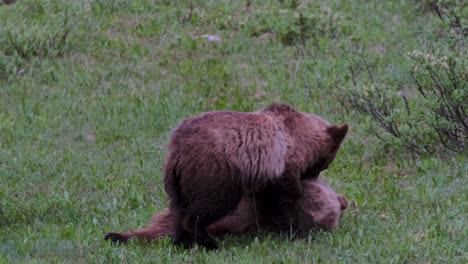 Dos-Cachorros-De-Oso-Grizzly-Son-Capturados-Participando-En-Una-Pelea-Juguetona,-Luchando-Suavemente-Entre-Sí-En-Un-Prado-Verde-Vibrante,-Rodeados-Por-El-Nuevo-Crecimiento-De-La-Naturaleza-En-La-Primavera.