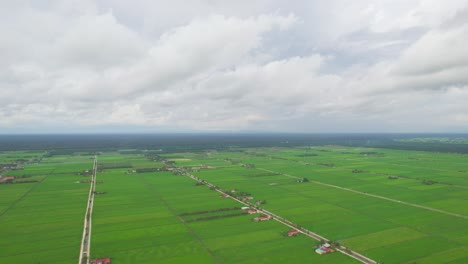 Antena-Que-Se-Eleva-Desde-El-Campo-De-Arroz-Verde,-Coral-Tanjung,-Selor,-Malasia