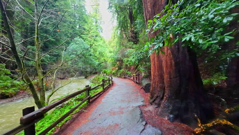 Caminata-En-Cámara-Lenta-A-Través-De-Un-Camino-De-Hierro-Oxidado-En-El-Parque-Forestal-De-Secuoyas,-Monumento-Nacional-De-Muir-Woods-Junto-A-Un-Arroyo