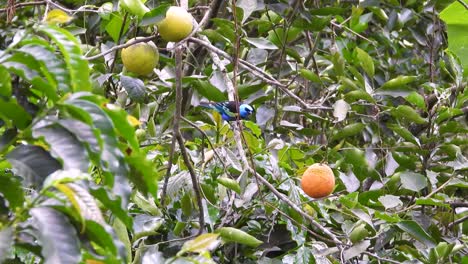 Blue-capped-bird-on-orange-tree-in-Los-Nevados-National-Park,-Colombia