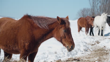 Pferd,-Das-Im-Winter-Trockenes-Heu-Frisst,-Nahaufnahme-Auf-Der-Schneebedeckten-Daegwallyeong-Sky-Ranch