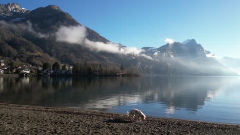 A-white-dog-strolls-along-the-shoreline-of-Lake-Walensee-in-Switzerland,-with-a-mountainous-range-in-the-distance-casting-reflections-on-the-water,-amidst-wisps-of-fog-drifting-across-the-peaks