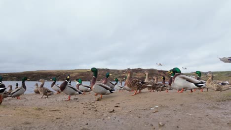 Wild-ducks-on-the-bank-of-a-large-lake-on-the-Yorkshire-Moors-England