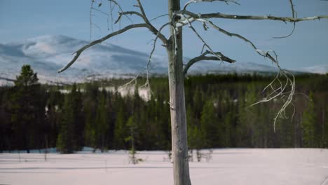 A-dead-tree-standing-on-a-plain-,-covered-with-snow-with-a-mountain-in-the-background