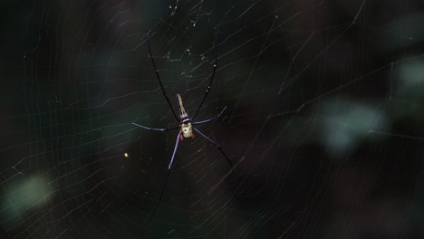 Camra-zooms-in-as-this-spider-is-waiting-for-its-prey,-Giant-Golden-Orb-Weaver-Nephila-pilipes,-Thailand