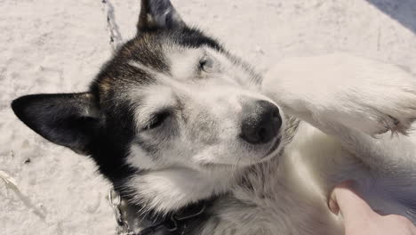 Petting-happy-husky-giving-belly-rubs,-close-up