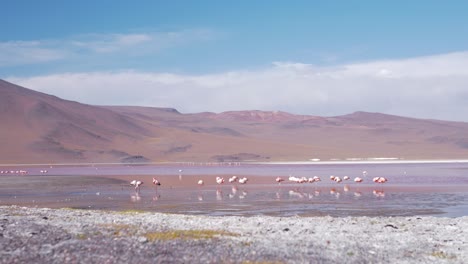 Flamingos-in-a-shallow-pink-lake-with-a-backdrop-of-hazy-blue-mountains,-under-a-clear-sky