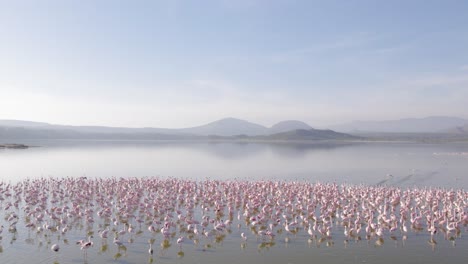 Toma-De-Drones-De-Flamencos-Alimentándose-En-El-Lago-Elementaita-Kenia