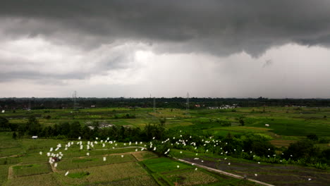 Bandada-De-Pájaros-Volando-Sobre-Los-Arrozales-Durante-La-Temporada-De-Lluvias-Con-Nubes-Oscuras-En-Bali,-Indonesia