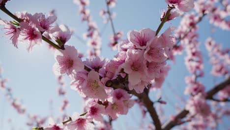 Cerrar-Flores-De-Pétalos-De-Flor-De-Durazno-Rosa-En-La-Temporada-De-Primavera-Contra-La-Llamarada-Del-Sol