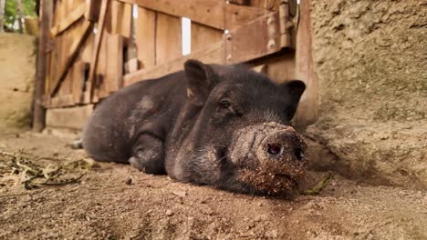 Dolly-sideways-Black-pig-lying-on-dirt-resting-in-the-shade,-Slow-motion