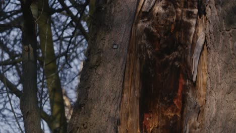 Vista-Cercana-De-Un-árbol-Al-Que-Le-Falta-Una-Sección-De-La-Corteza,-Lo-Que-Revela-La-Madera-Interior-Y-Las-Capas.