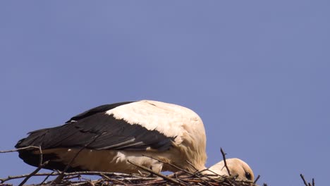 Close-up-of-white-stork-in-nest,-take-food-in-beak,-throw-in-air-and-catch