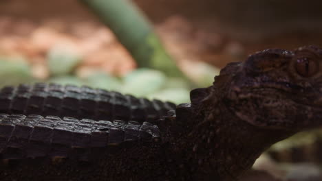 Cocodrilo-Caimán---Toma-Panorámica-Para-Revelar-La-Cara---Perfil-Lateral