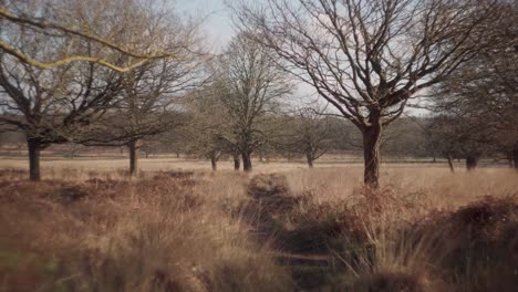 A-wooded-forest-with-a-man-walking-up-and-down-the-rugged-path-on-a-bright-cold-winter-afternoon-in-Richmond-Park,-United-Kingdom