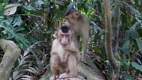 Pigtail-macaque,-vulnerable-by-International-Union-for-Conservation-of-Nature