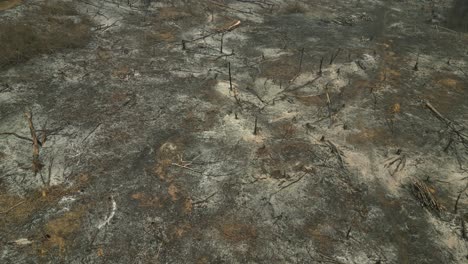 Asia's-forest-left-in-ashes-after-a-devastating-fire