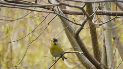 Siskin-bird-perches-on-branch-and-alerted-fly-away,-sunny-spring-day