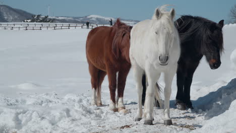 Braune,-Schwarze-Und-Weiße-Pferde-Auf-Der-Schneebedeckten-Daegwallyeong-Sky-Ranch-Im-Winter-An-Windigen,-Sonnigen-Tagen---Zeitlupe