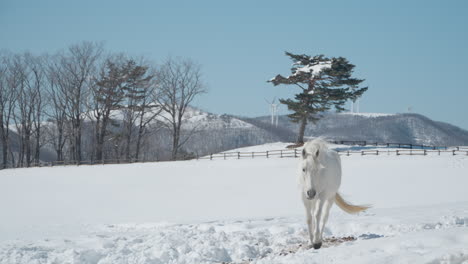 One-White-Horse-Walks-in-Slow-Motion-Through-Winter-Field-in-Snow-capped-Daegwallyeong-Sky-Ranch