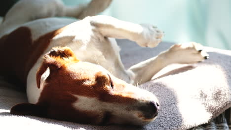 Jack-Russell-puppy-takes-afternoon-nap-in-sunshine,-close-up-shot